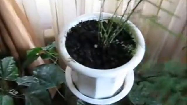 Аспарагус/комнатный цветок/куст/растючка смотреть онлайн