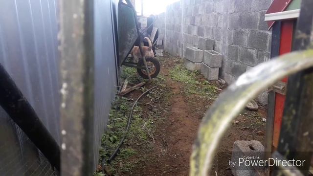 Собака по имени Умка/ Mutt Dog Umka