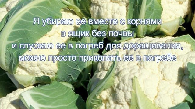 Как хранить цветную капусту