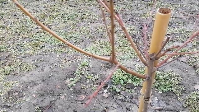 Обрезка персика второго года вегетации (посадка осень 2019 года) смотреть онлайн