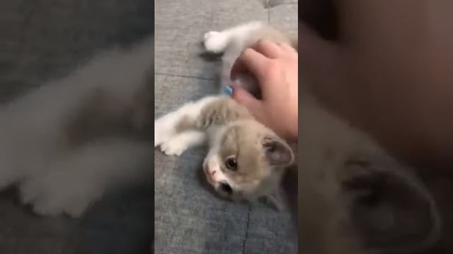 Британский котенок Ксофер лилового биколор окраса. смотреть онлайн