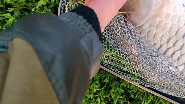 СУТОЧНАЯ РЫБАЛКА В ЛИПЕЦКОЙ ОБЛАСТИ, УЛУЧШАЕМ РЕЗУЛЬТАТЫ, НОВЫЙ ТРОФЕЙ (Рыбалка 2022) смотреть онлайн