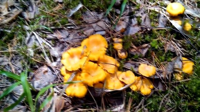 ОТЛИЧНЫЙ ПОХОД ЗА ЛИСИЧКАМИ смотреть онлайн