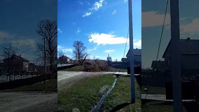 Как правильно срубить дерево смотреть онлайн