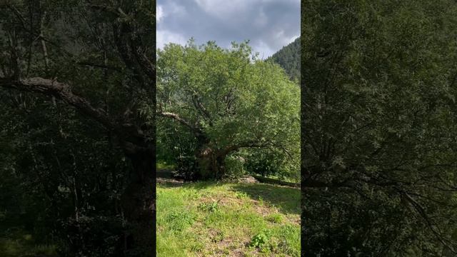 Вовнушки. Родовой башенный комплекс. смотреть онлайн