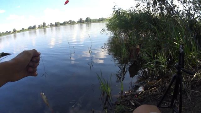 Рыбалка на ПОПЛА ПОППЕР! Уловистая снасть для ловли мирной рыбы на спиннинг смотреть онлайн