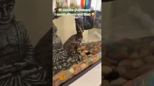 My Betta And Pelcostomus Fishes! 😁