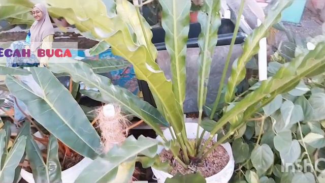 cara penjagaan pokok anthurium dan pokok cepat besar смотреть онлайн