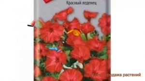 Мирабилис обыкновенный Красный леденец ? обзор: как сажать, семена мирабилис Красный леденец