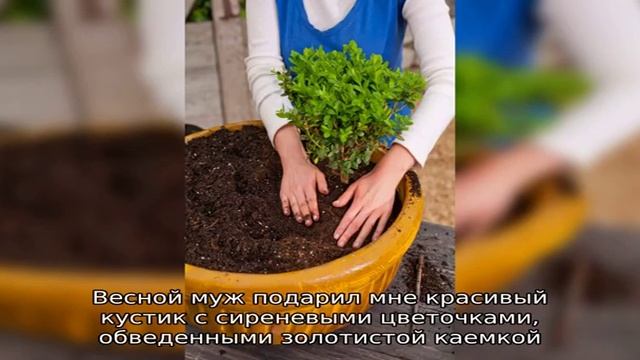 Записи с тегом 'примула' смотреть онлайн
