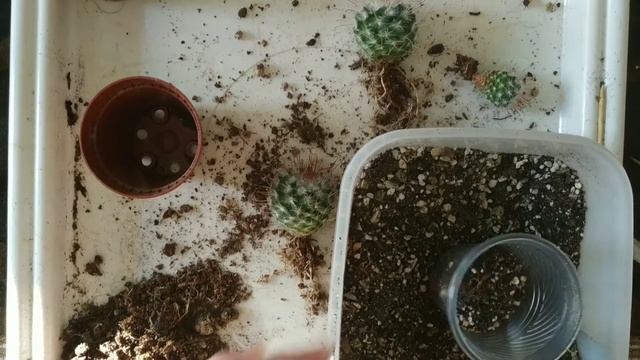 Кактусы, Алое и Хавортия. Пересадка после покупки в свежий грунт. Часть 2 смотреть онлайн