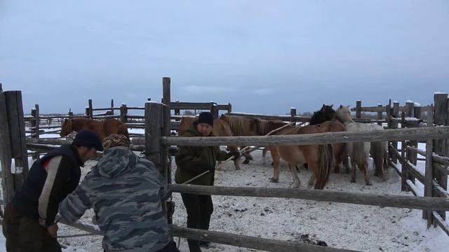 ЗАБОЙ ЖЕРЕБЁНКА НА МЯСО В ЯКУТИИ! ШОК КОНТЕНТ +18 смотреть онлайн