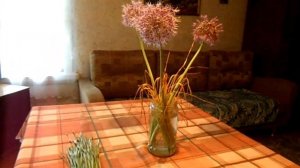 23.06.2021 г. Харовск. Сколько времени стоит в срезке  Анзур (Суворовский лук).