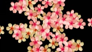 Футаж для Поздравлений,Цветы футаж,футаж переход цветы,футаж падающие цветы