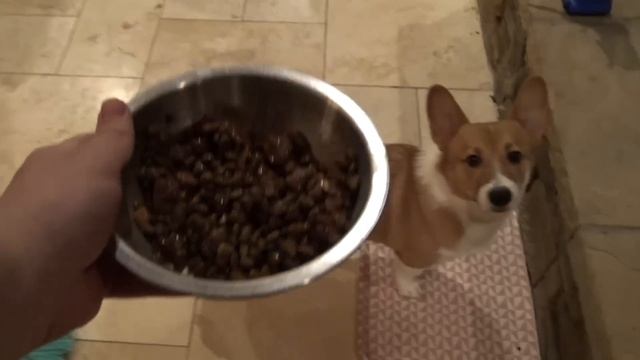 I Tried to Teach My Corgi How to Play BeamNG?! смотреть онлайн