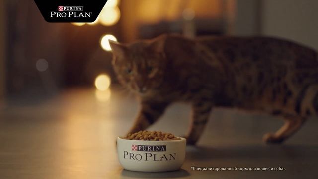 Реклама Purina Pro Plan в ТС Любимцы #2 смотреть онлайн