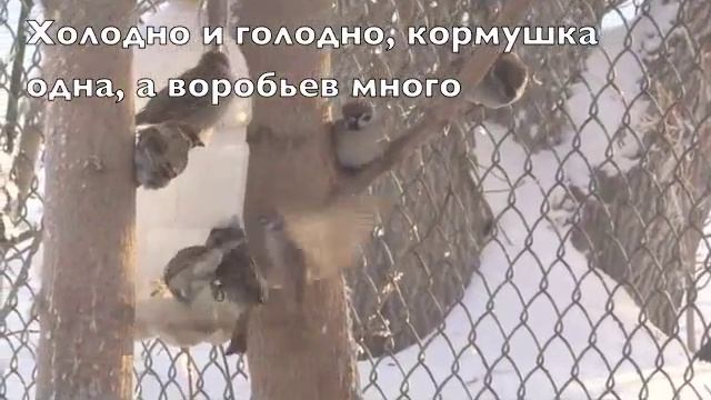 Холодно и голодно, кормушка одна, а воробьев много смотреть онлайн