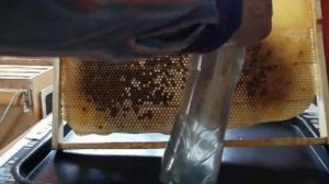 Пчеловодство. Сироп в сотах. Весенняя (и не только) подкормка пчёл.