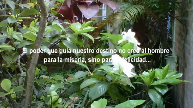 FRASE DEL DIA 12-01 ELISABETH HAICH смотреть онлайн