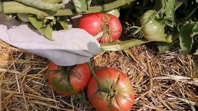 томат "ДИКАЯ РОЗА" смотреть онлайн