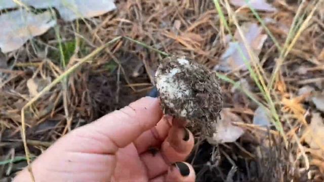 Белые грибы в Олёшках 2020 смотреть онлайн