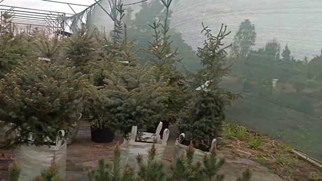 Приехали, а их и нету #россия #питомникрастений #лотос смотреть онлайн