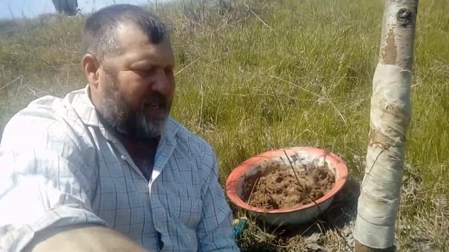 Забота о деревьях