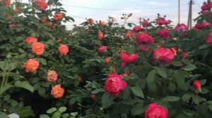 ОБРЕЗКА  БЕНДЖАМИН БРИТТЕН.  Обзор сада с английскими розами.