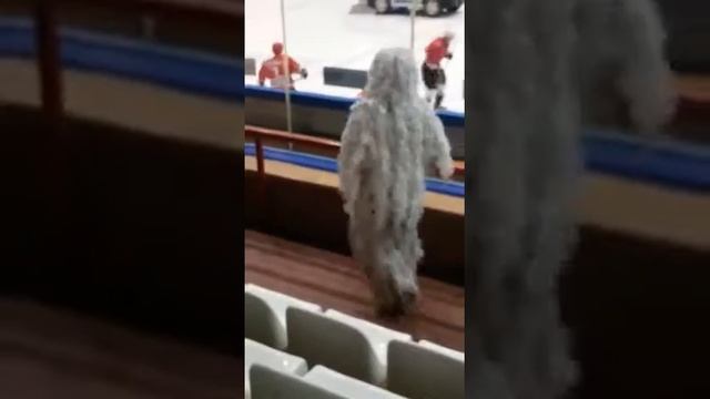 Танец Кикиморы. поддержки Новосибирского военного института смотреть онлайн