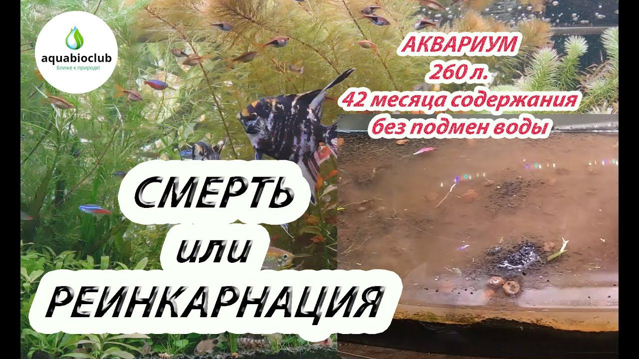Смерть или реинкарнация аквариума без подмен? смотреть онлайн