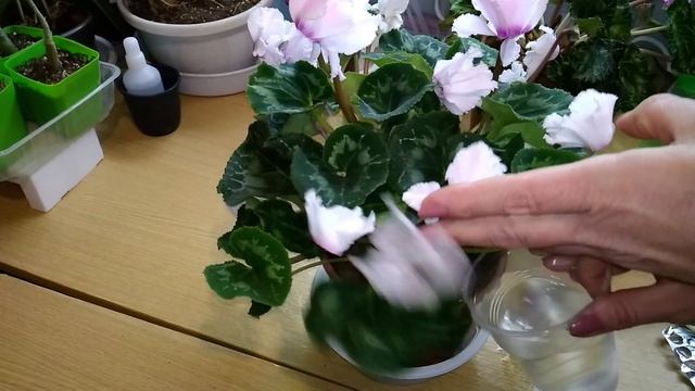 ЦИКЛАМЕНЫ - новички: может необходимо ЛЕЧЕНИЕ? Мой первый опыт такой обработки. смотреть онлайн