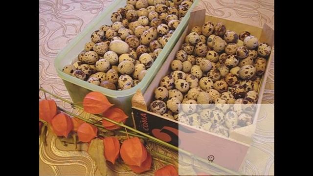 Всемирный день яйца 2015 — 9 октября. смотреть онлайн