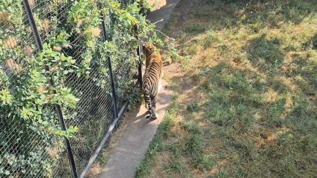 Семейство тигров в парке львов "Тайган"! The tigers in Crimean Taigan смотреть онлайн