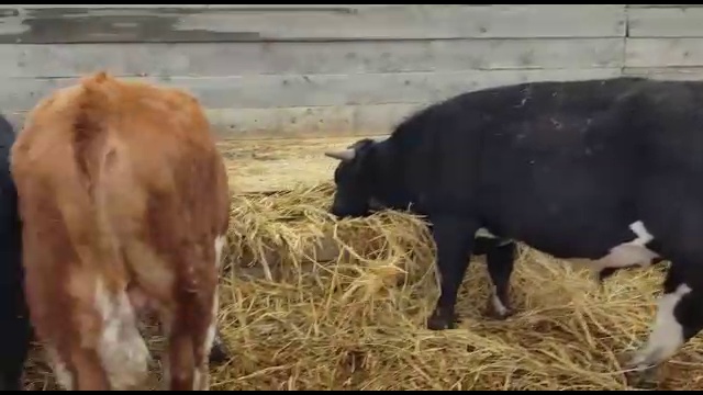 Телята бычки на откорм. +79656176005 WhatsApp пишите. смотреть онлайн