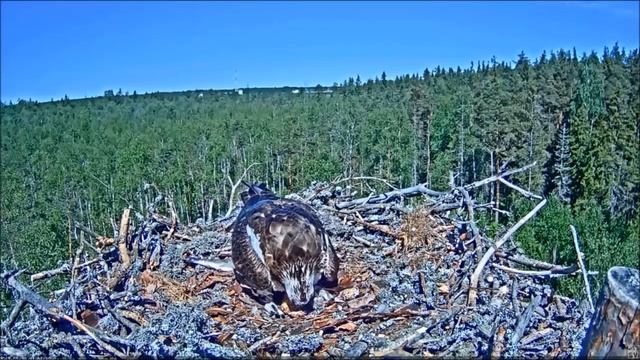 Скопа .(Эстония) - Второй птенец. смотреть онлайн