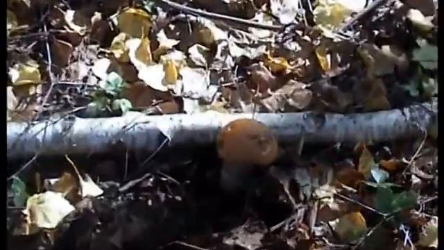 Нашли много грибов в лесу.Подосиновики и черные грузди. смотреть онлайн