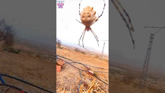 Discover a garden spider(Argiope aurantia) of various colours and shapes. смотреть онлайн