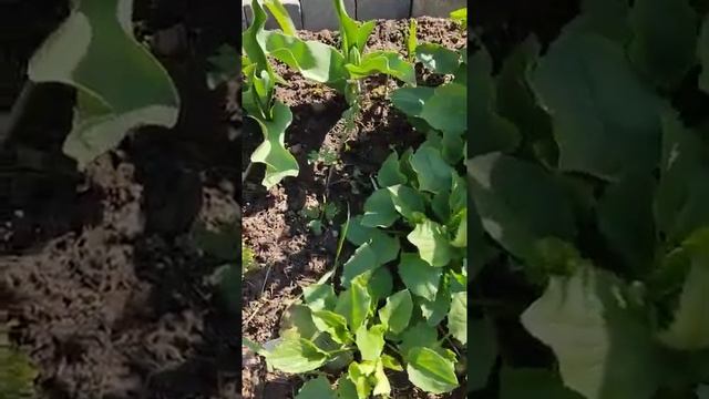 Цветение Хохлатки. смотреть онлайн