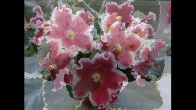 ФИАЛКИ УХОД В ДОМАШНИХ УСЛОВИЯХ ? смотреть онлайн