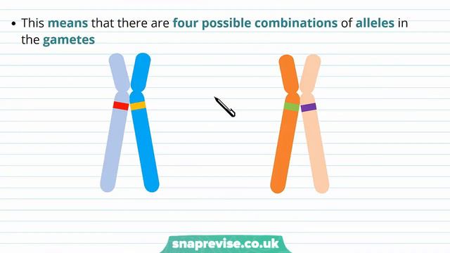Inheritance: Autosomal Linkage | A-level Biology | OCR, AQA, Edexcel смотреть онлайн