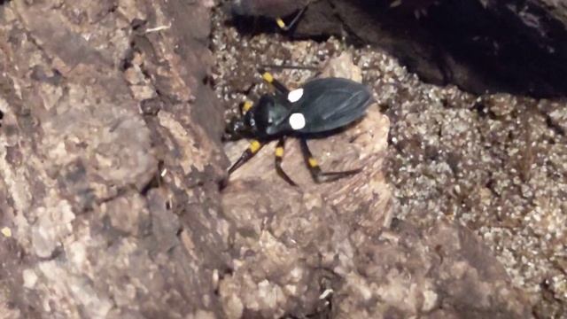 Platymeris biguttatus (White Spot Assassin Bug) Care смотреть онлайн