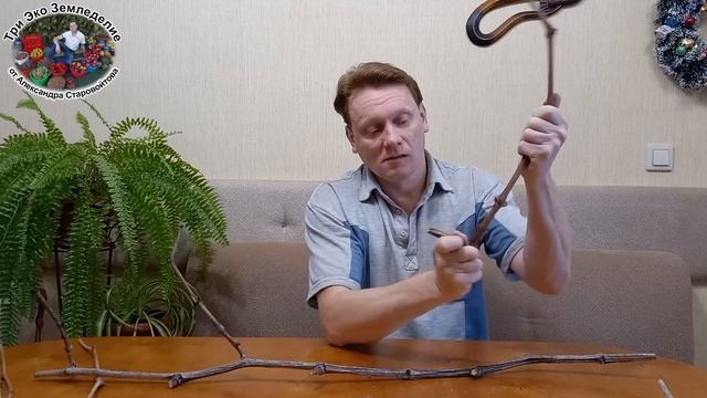 Как согнуть лозу винограда в любом месте, под любым углом и не сломать #ТриЭкоВиноградник смотреть онлайн