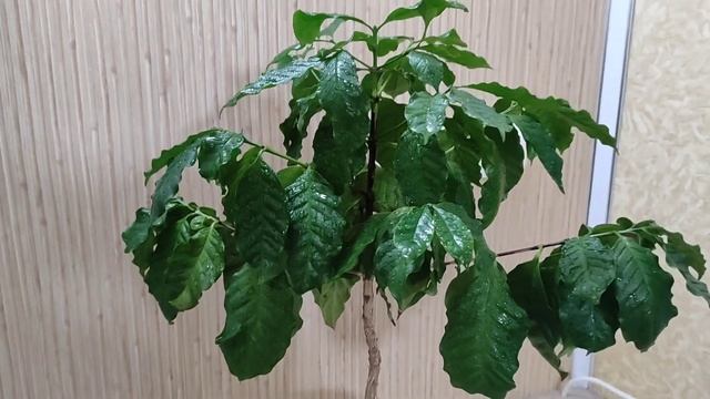 Кофейное дерево на подоконнике, уход смотреть онлайн