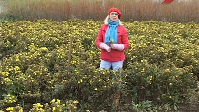 Сад. Серия 181. Снежноягодник смотреть онлайн