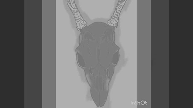 Drift Phonk Version 2