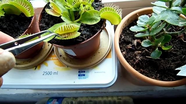 венерина мухоловка хищник это не реально растение Насекомоядные растения смотреть онлайн