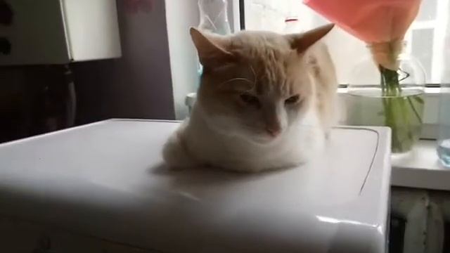 КОТ ШУСТРИК ЛЮБИТ СИДЕТЬ НА СТИРАЛЬНОЙ МАШИНЕ ???? смотреть онлайн