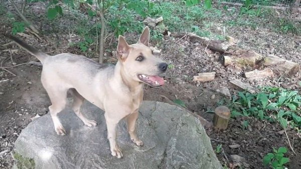 Avalon 5 month old Isabella fawn Thai Ridgeback