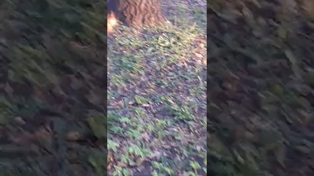 БЕЛКА ЖИВОТНОЕ .УДИВИТЕЛЬНЫЕ ПРИРОДА САМАРЫ смотреть онлайн