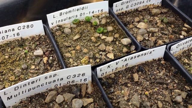 My Lithop Collection March 15 2016